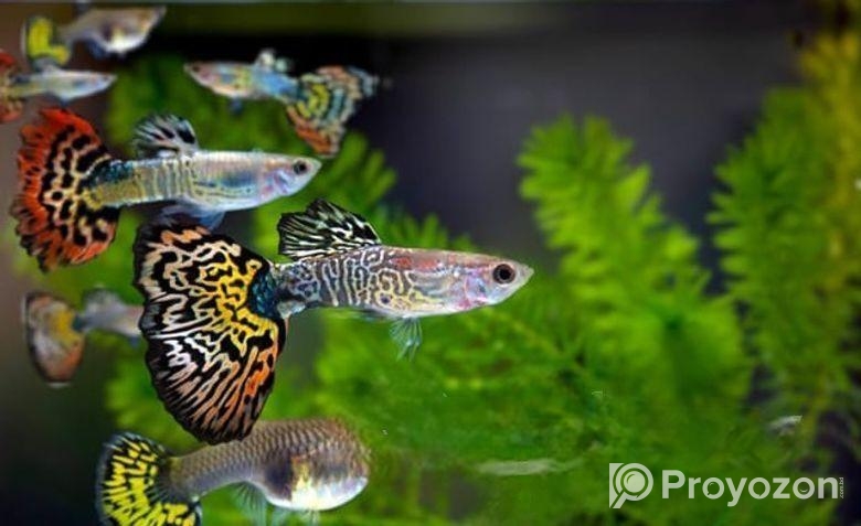 একুরিয়াম সুন্দর মাছ