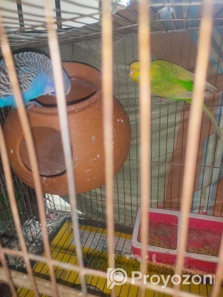 বাজিগর পাখি