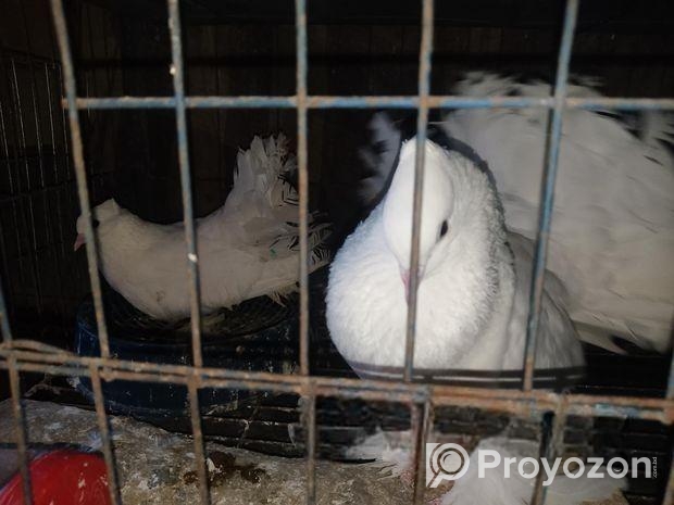 ময়ূরপঙ্খী কবুতর বিক্রি করব