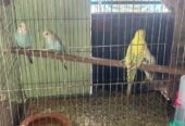 Budgie bird