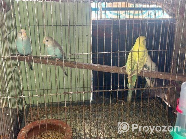 Budgie bird