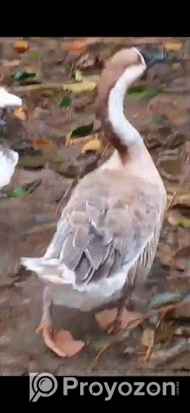 রাজ হাঁস বিক্রি হবে