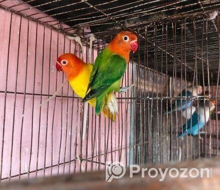 লাভ বার্ড বিক্রি হবে