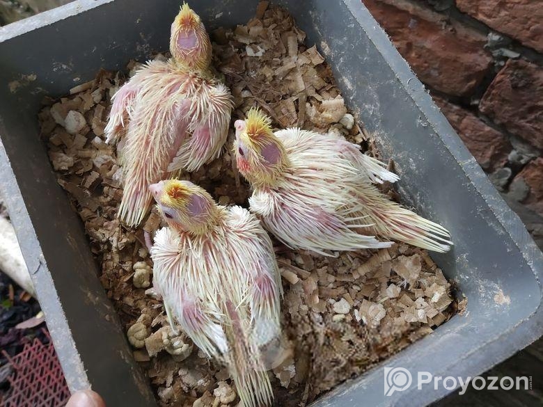 কবুতর হোল্ডার বিক্রি হবে