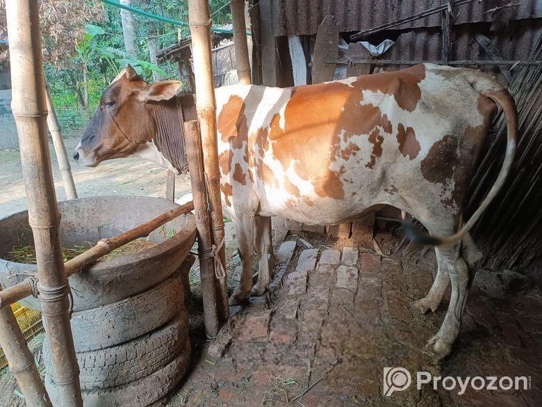ফ্রিজিয়ান জাতের একটি গরু বিক্রি
