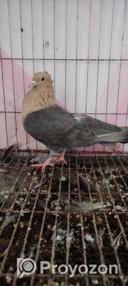 সোয়া চন্দন কবুতর