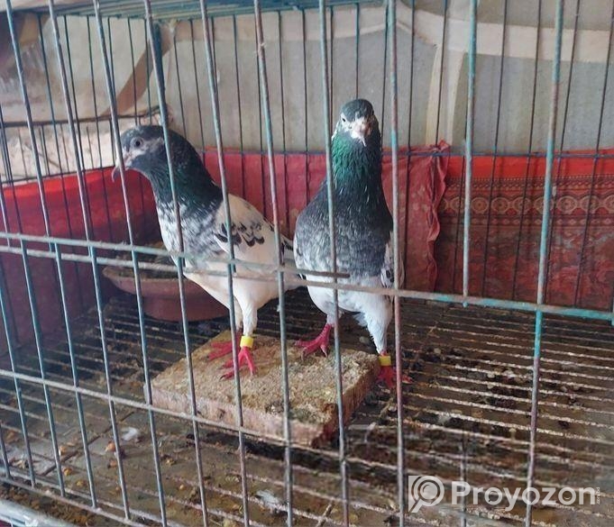 কবুতর হাত বদল করা হবে