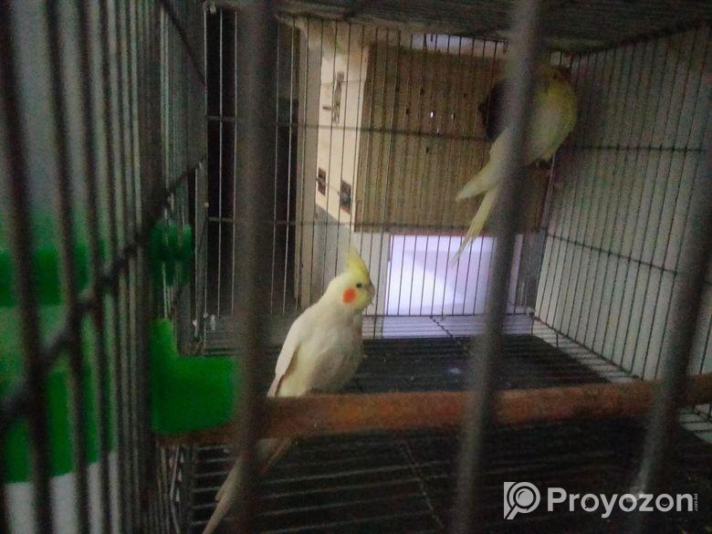 24″18″ pakhir khaca