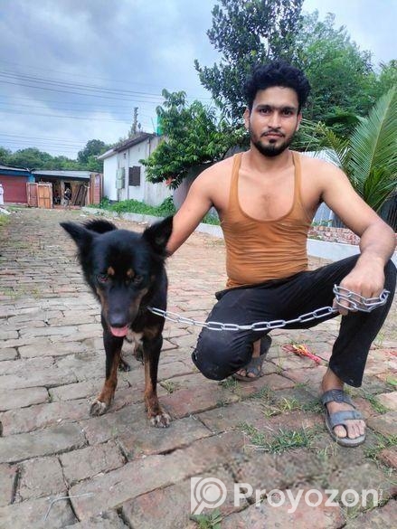 জার্মান সেপার্ড