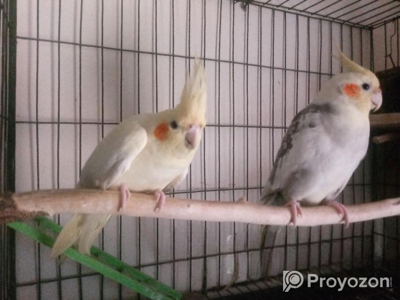 ককাটেল রানিং জুরা