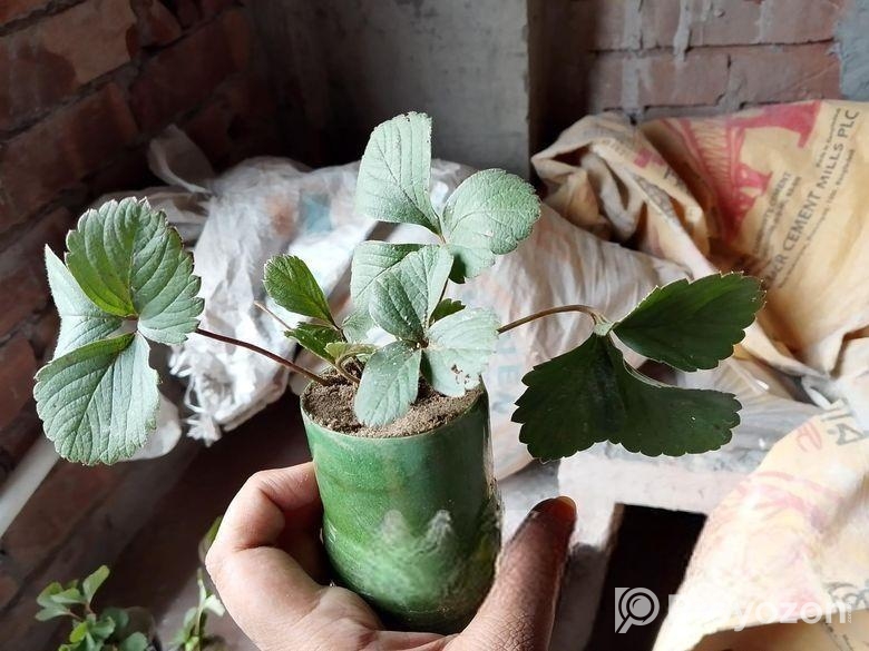 স্ট্রবেরি চারা