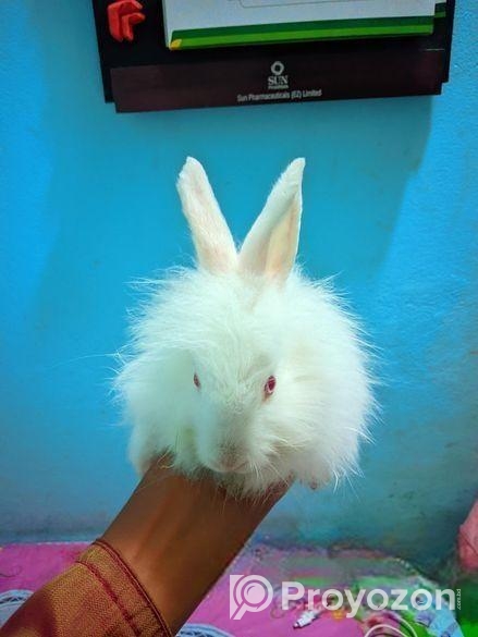 আঙ্গারা জাতের খরগোশ