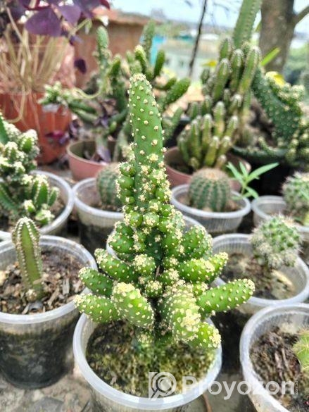 কেকটাস,পাতাবাহার,ইনডোর প্ল্যান্ট পাওয়া যায়