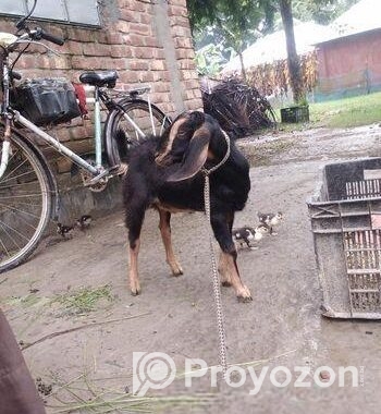 খাশি বিক্রি হবে