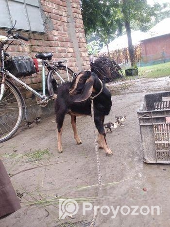 খাশি বিক্রি হবে