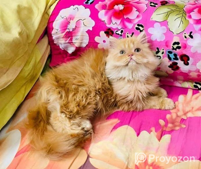 Persian Cat