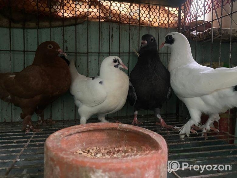 ৫ জোড়া কবুতর,খাচাসহ ফুল সেটাপ