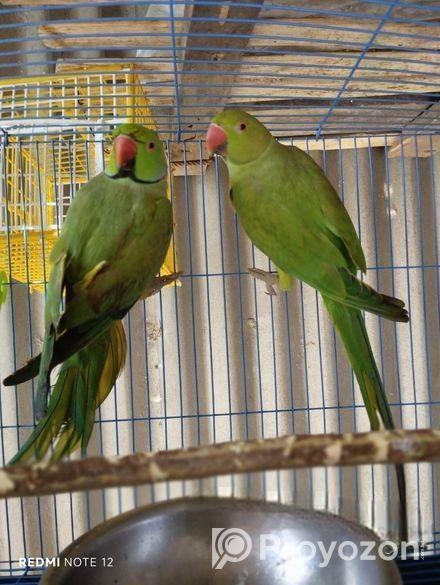 ইন্ডিয়ান রিংনেক টিয়া পাখি সেল হবে