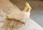 Cockatiel / কোকাটেল
