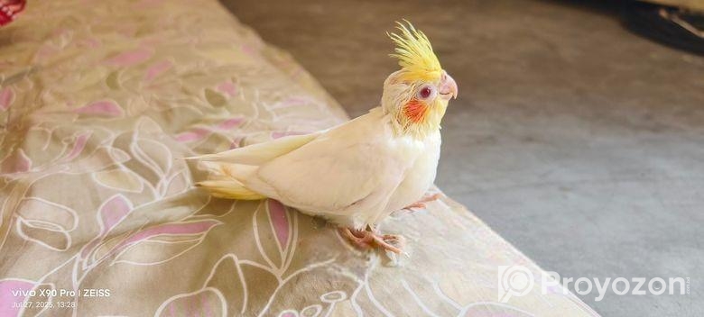Cockatiel / কোকাটেল