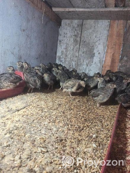 ২৫ দিন বয়সী কোয়েল পাখি বিক্রয়