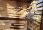 Love Bird
