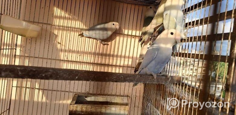 Love Bird