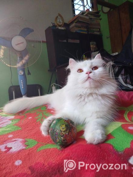 পার্সিয়ার Adult বিড়াল