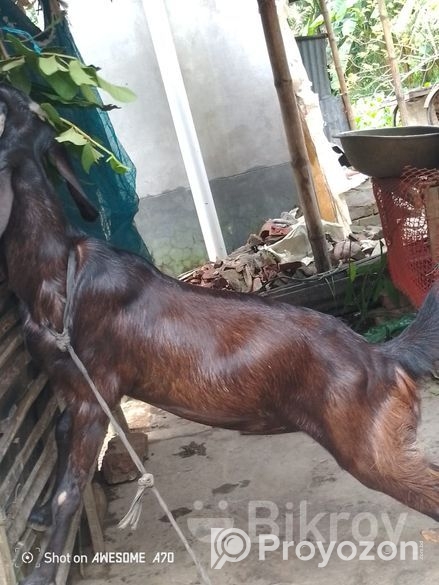ছাগল বিক্রি করা হবে