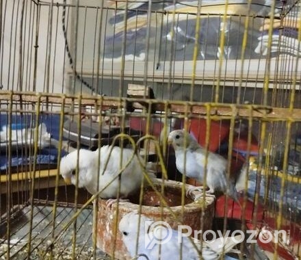 বাজিগর পাখি বিক্রি হবে ।
