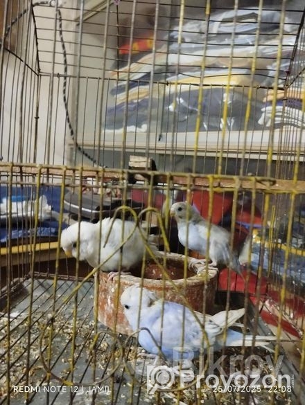 বাজিগর পাখি বিক্রি হবে ।