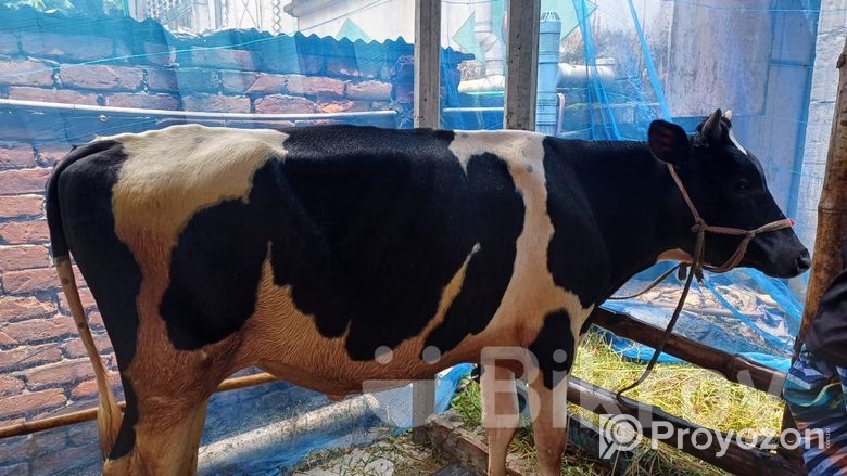 একটি ফ্রিজিয়ান ষাঁড় গরু বিক্রি হবে।