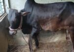আমার পালিত গরু বিক্রি হবে