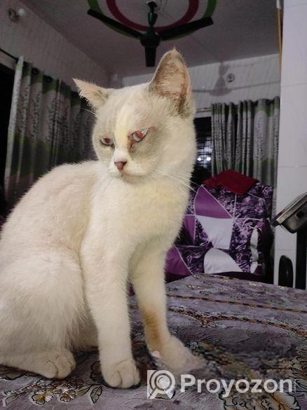 পার্সিয়ান এবং দেশী মিক্স ব্রিড