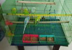 Budgeriger full setup