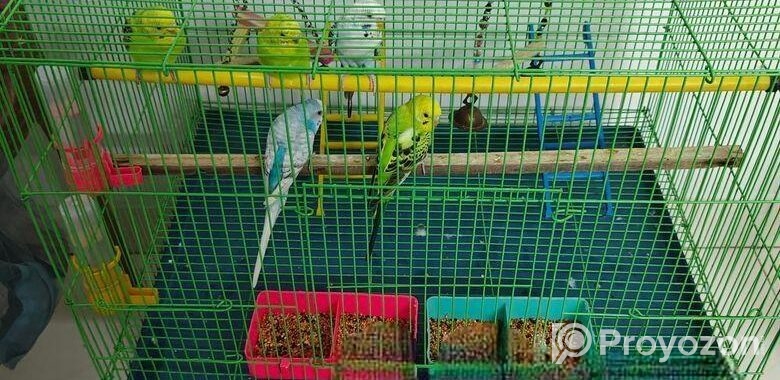 Budgeriger full setup