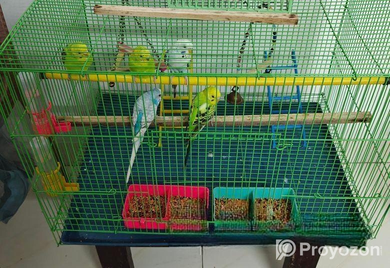 Budgeriger full setup