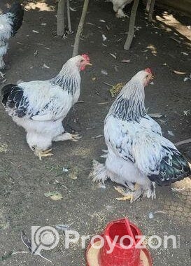কলম্বিয়ান লাইট বাহামা মোরগ