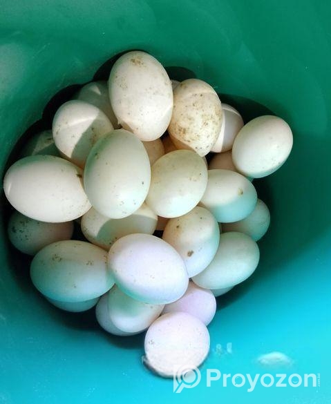 পেকিন / বেইজিং হাসের ডিম