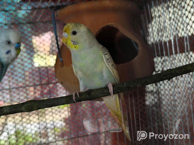 Bazrigur Pakhi Breeding Pair