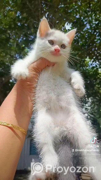 হাই কোয়ালিটি মেল এবং ফিমেল