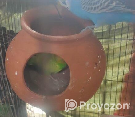 বাজিগর পাখি
