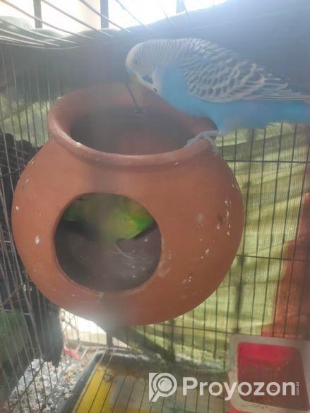 বাজিগর পাখি