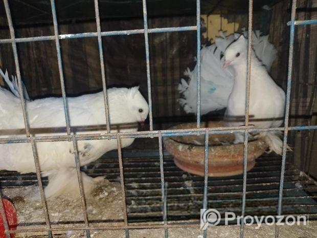 রানিং টিম বাচ্চা সহ ঘুঘু পাখি।