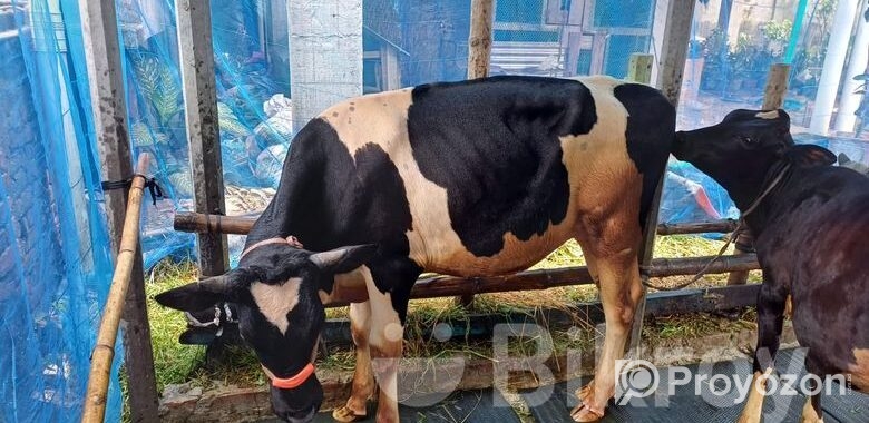একটি ফ্রিজিয়ান ষাঁড় গরু বিক্রি হবে।