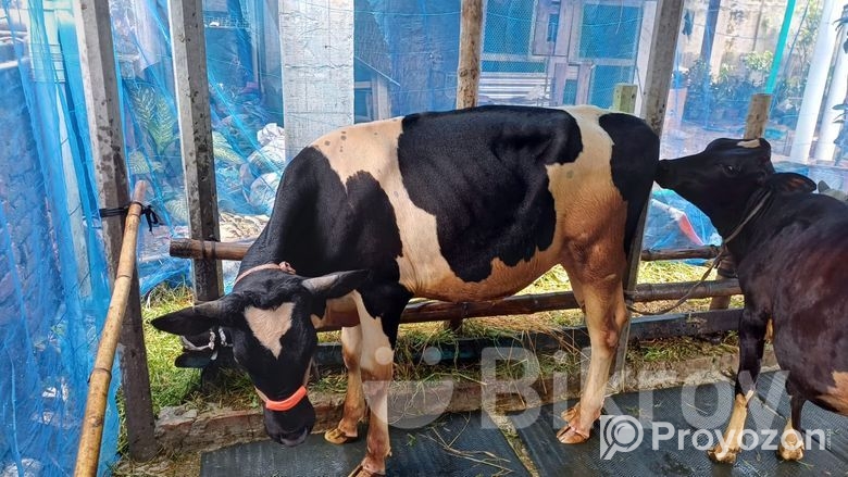 একটি ফ্রিজিয়ান ষাঁড় গরু বিক্রি হবে।