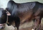 আমার পালিত গরু বিক্রি হবে