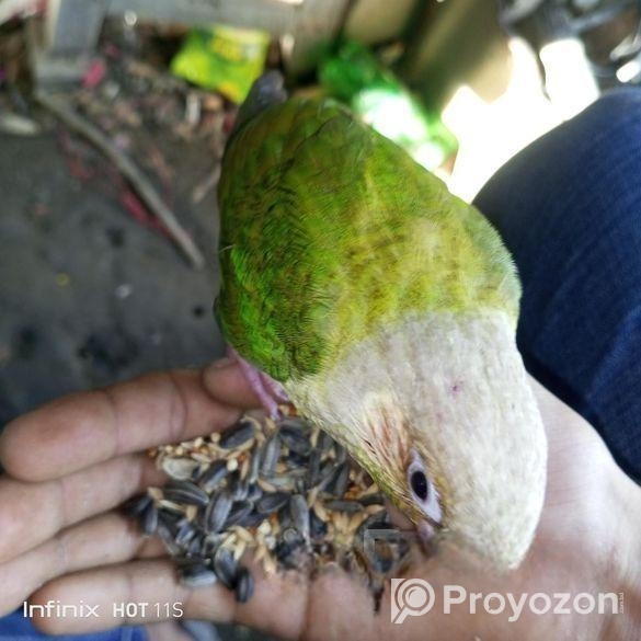 ফুলটেম পাইনেপেল কুনুর