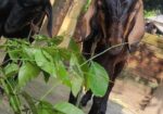 উন্নত জাতের দুইটা খাসি ছাগল