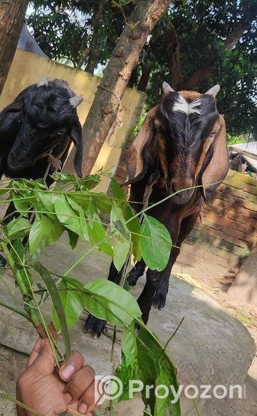 উন্নত জাতের দুইটা খাসি ছাগল